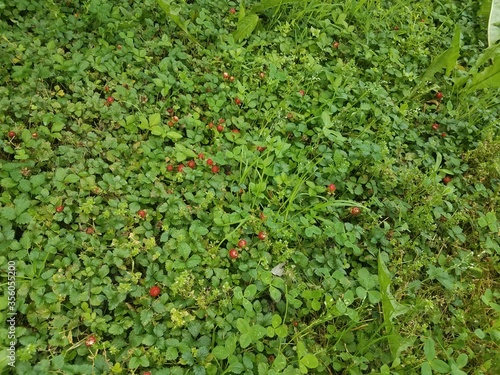 wild strawberries in green clovers, grass, and weeds