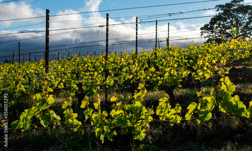 Looking through rows of grapevines, wire trellises and metal stakes, sun through leaves, blue sky. 