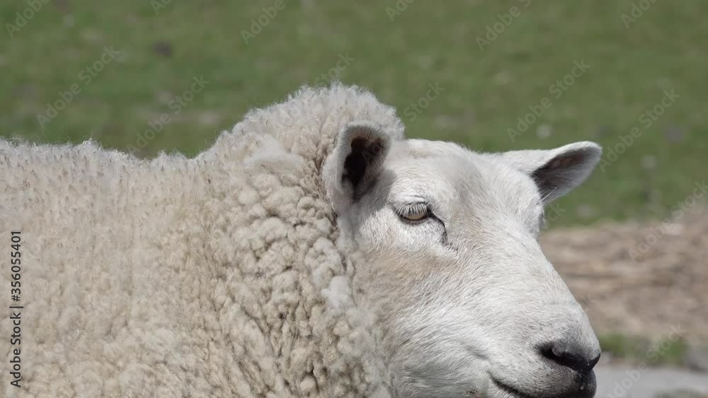 head from adult white sheep in the nature head from adult white sheep in the nature