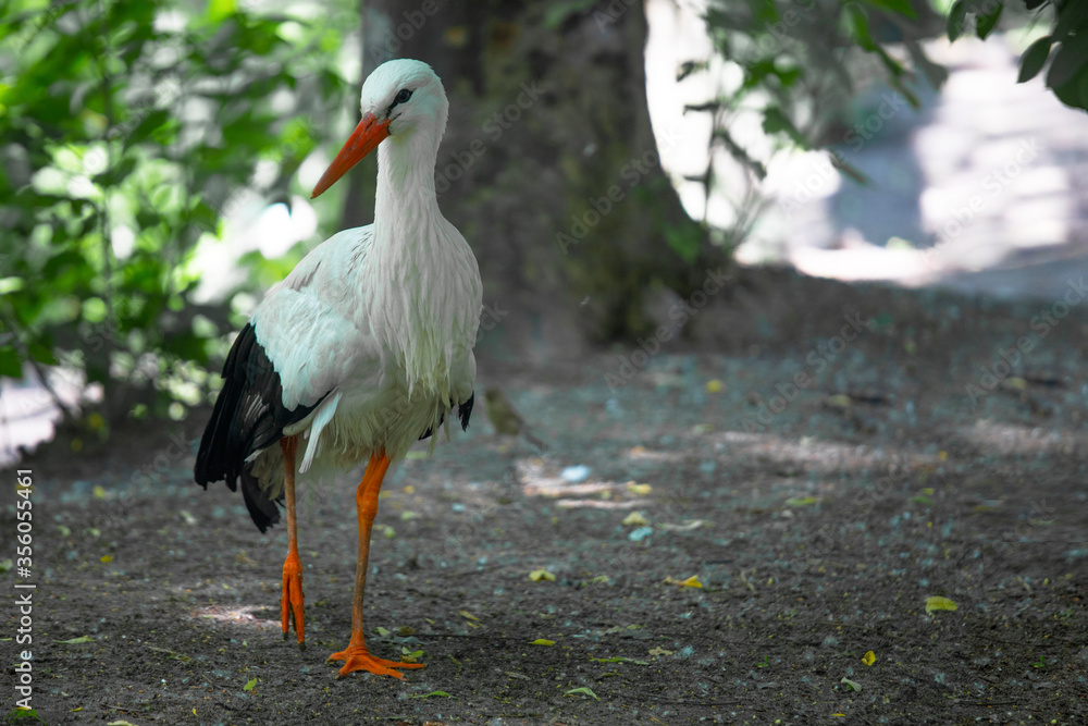 Fototapeta premium white stork in the city zoo