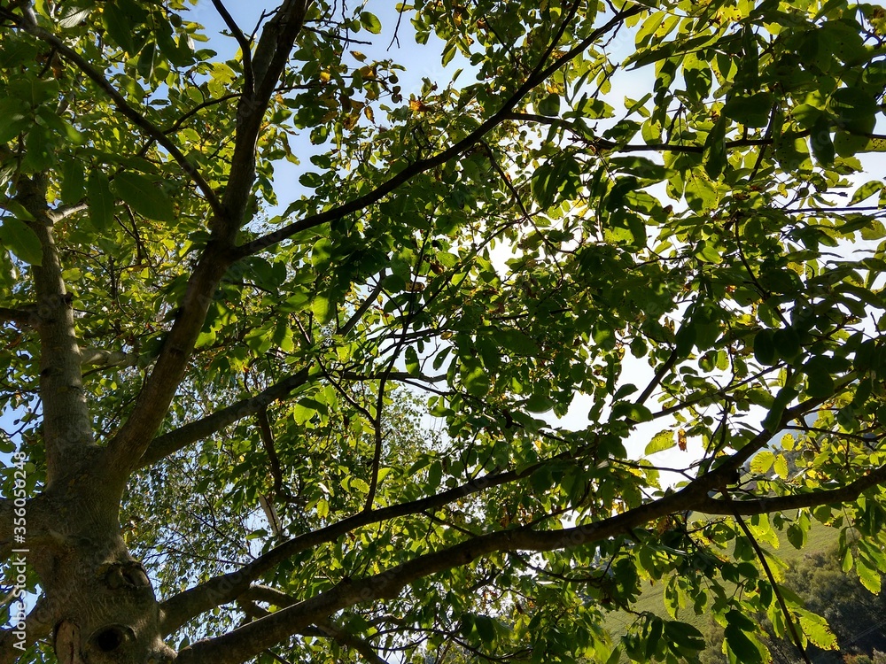 Beautiful green leaves of a tree in the nature. Slovakia Beautiful green leaves of a tree in the nature. Slovakia