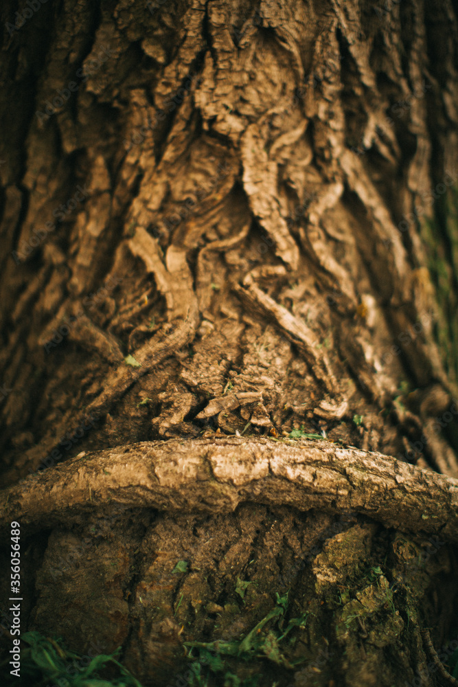 magic forest, roots and branches,background
magic forest, roots and branches,background