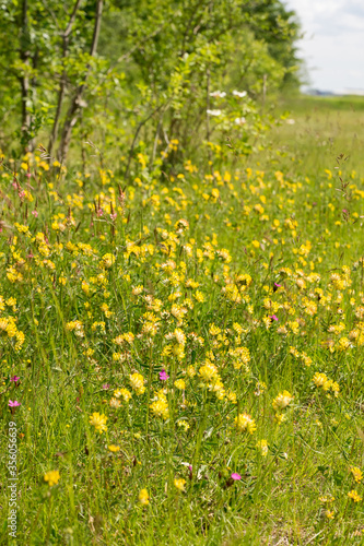 Common kidneyvetch flowers  Anthyllis vulneraria  on nutrient-poor grassland in Haar near Munich  Germany