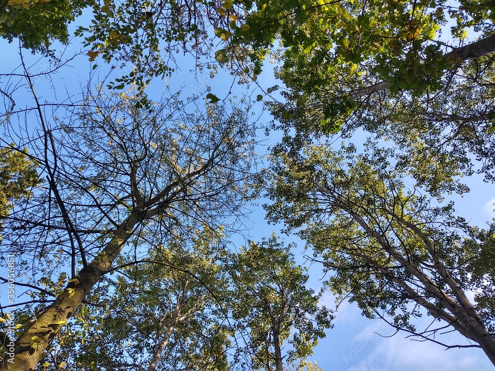 Leaves of the green birch tree. Slovakia Leaves of the green birch tree. Slovakia