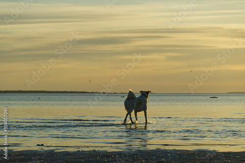 dog walks in the baltic sea at sunset. beautiful summer sunset at sea.