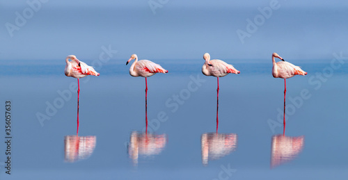 Photography Group birds of pink african flamingos  walking around the blue lagoon on a sunny