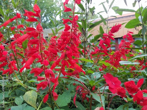 red flowers on a plant with green leaves