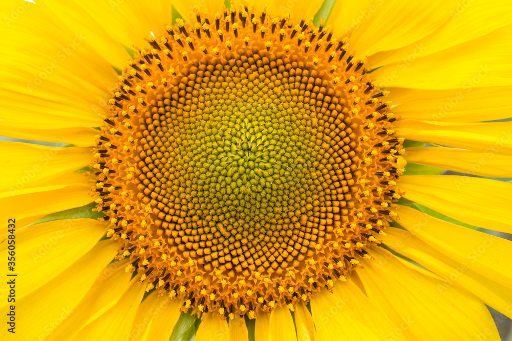 Close-up of long yellow petals of a blooming sunflower against the background of a field with sunflowers. Close-up of long yellow petals of a blooming sunflower against the background of a field with sunflowers.