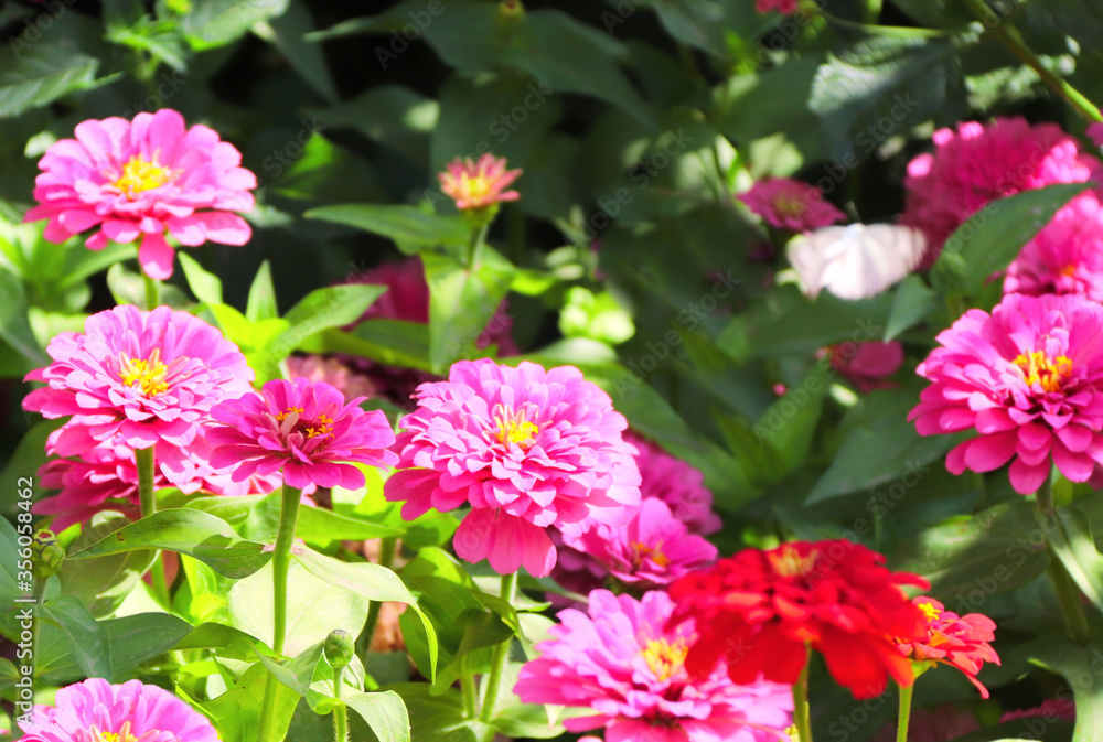 Zinnia flowers of pink color in the garden