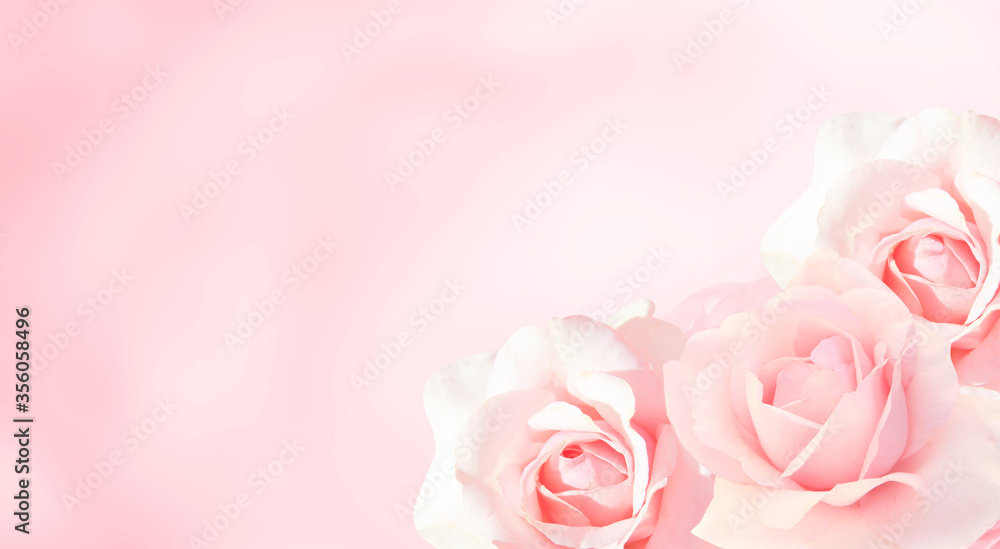 Banner with three pink roses Banner with three pink roses