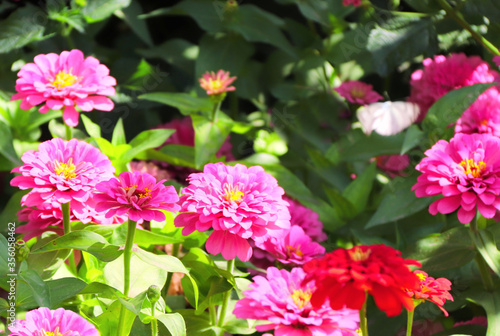 Zinnia flowers of pink color in the garden