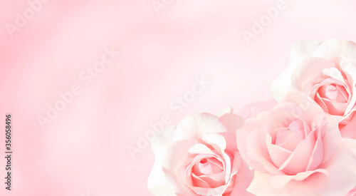Fototapeta Naklejka Na Ścianę i Meble -  Banner with three pink roses