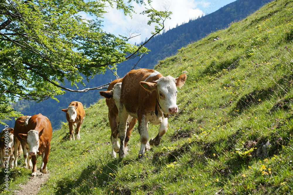 Naklejka premium Kuhwanderschaft