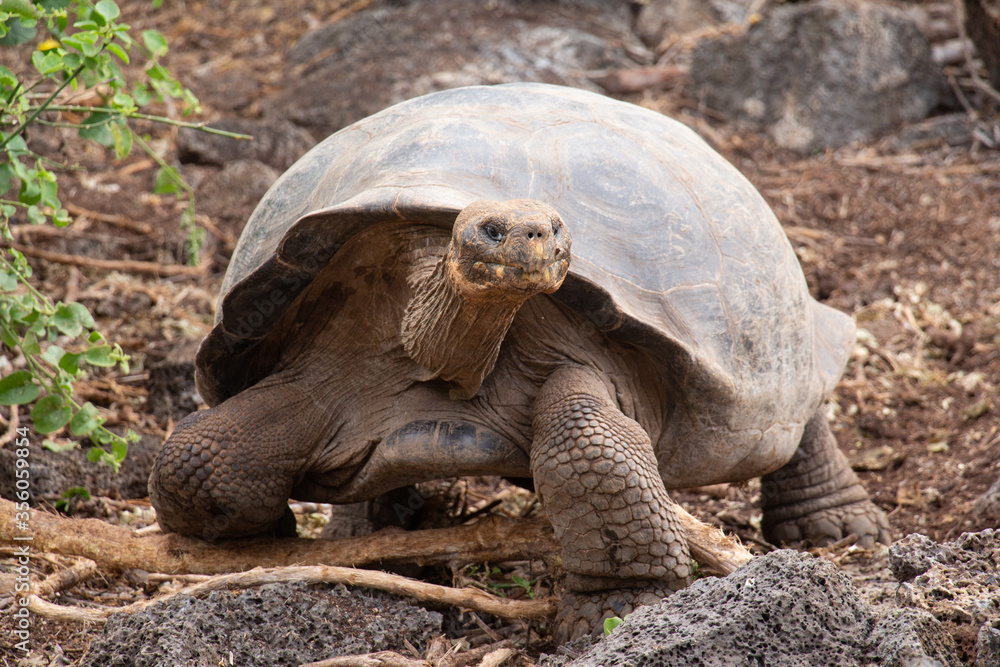 Fototapeta premium Giant Galapagos turtle tortoise walking close up