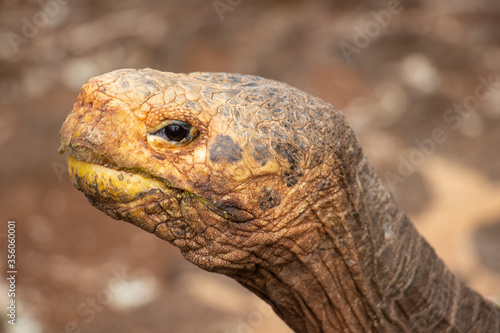 Galápagos giant tortoise close up big turtle