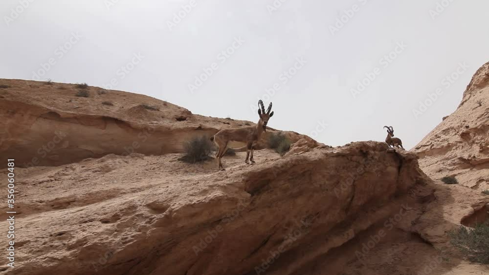 Wild goats in arid desert, cloudy day, Mitzpe Ramon, Israel, traveling shot Wild goats in arid desert, cloudy day, Mitzpe Ramon, Israel, traveling shot