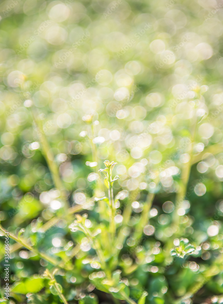 Obraz premium trees & bokeh(blur)