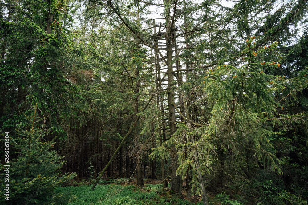 Hochsitz im Wald Hochsitz im Wald