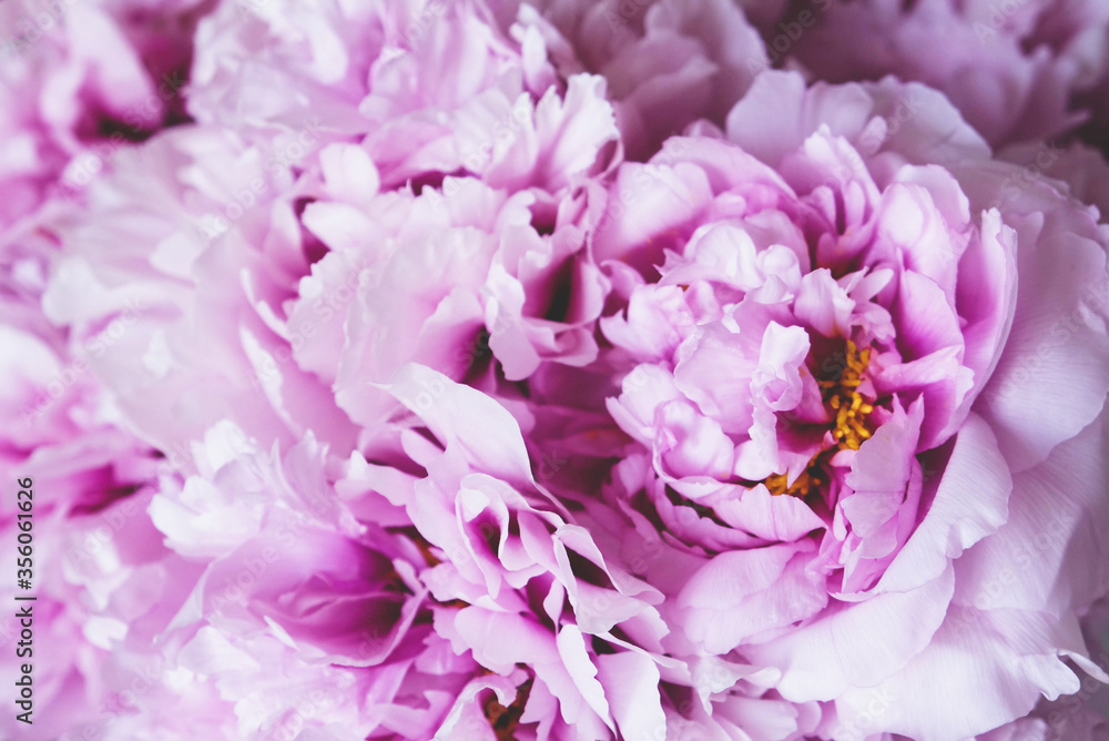 Beautiful bouquet of fresh pink peony flowers in full bloom.