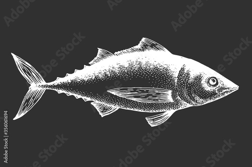 Hand drawn tuna illustration. Vector fish illustration on chalk board.