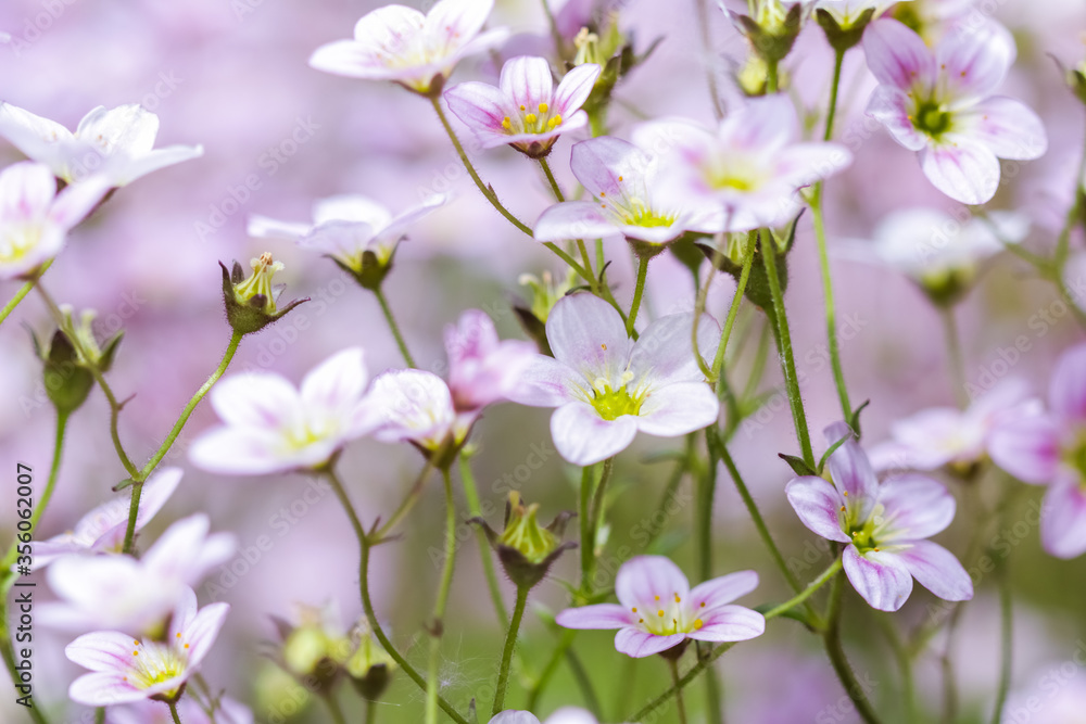 Delicate white pink flowers of Saxifrage moss in spring garden