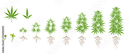Growth stages of marijuana plant flat icon set. Hemp, cannabis, weed leaves isolated vector illustration collection. Drug plant cultivation concept