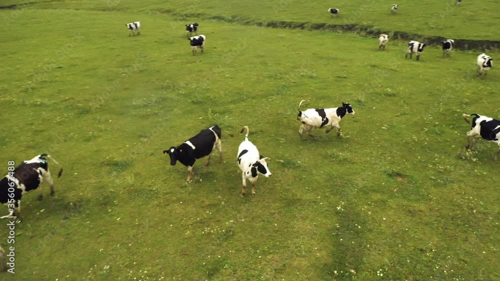 Taken from a drone as cows run through a field. Russia, Bashkortostan Taken from a drone as cows run through a field. Russia, Bashkortostan