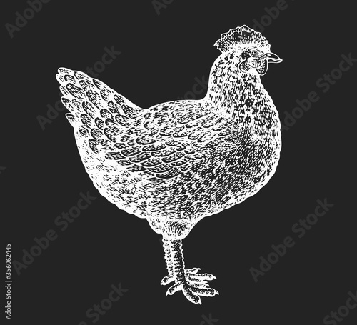 Hand drawn farm bird illustration. Vector poultry sketch on chalk board. Vintage chicken