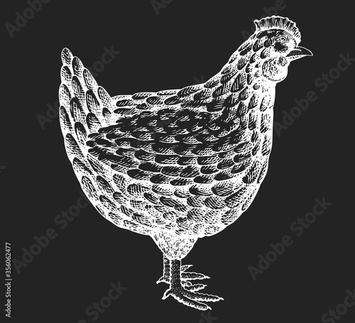 Hand drawn farm bird illustration. Vector poultry sketch on chalk board. Vintage chicken