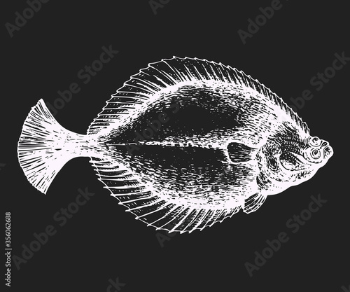 Hand drawn flounder illustration. Vector fish illustration on chalk board.