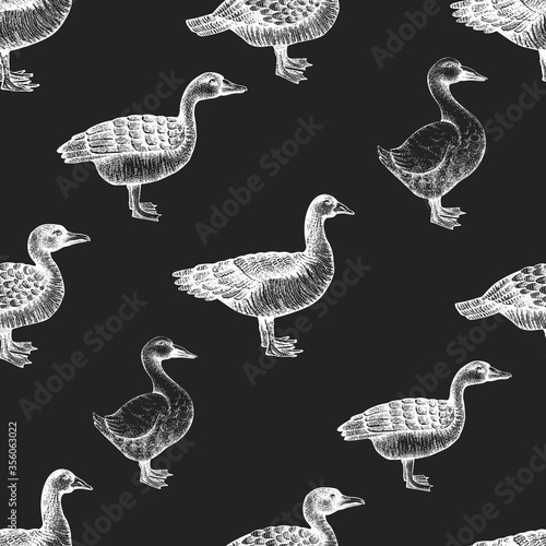 Hand drawn poultry seamless pattern. Vector goose and duck illustrations on chalk board. Vintage farm birds background