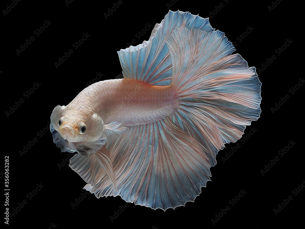 oil paint siames fighting fish..betta splendens fish.and black background. oil paint siames fighting fish..betta splendens fish.and black background.
