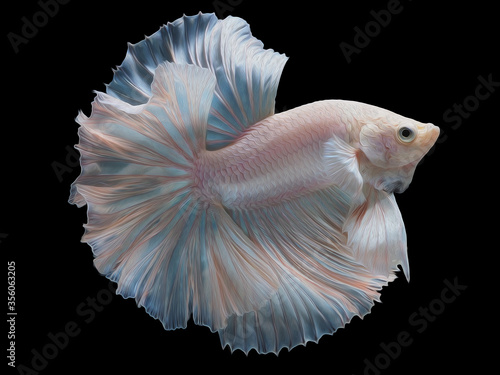 oil paint  siames fighting fish..betta splendens fish.and black background.