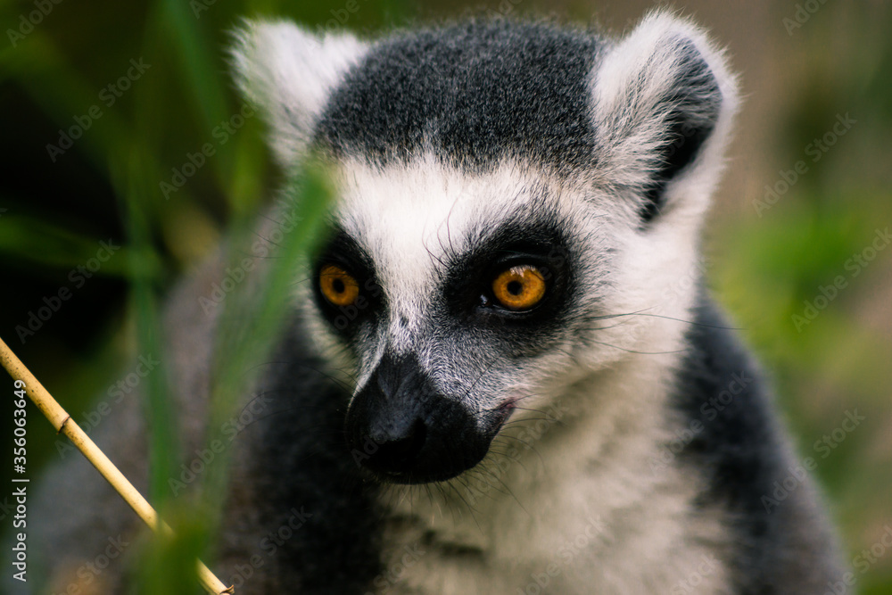 Obraz premium Ring-tailed lemur Portrait (lemur catta)