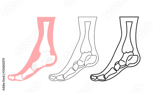 The bones of the human foot in a simplified form in profile. Vector illustration, eps 10: cartoon and contour. Concept: anatomy, human structure, body, health and disease of the legs, feet and joints.