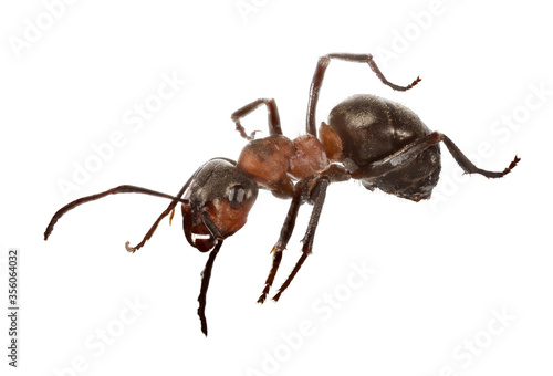 forest large isolated dark brown ant
