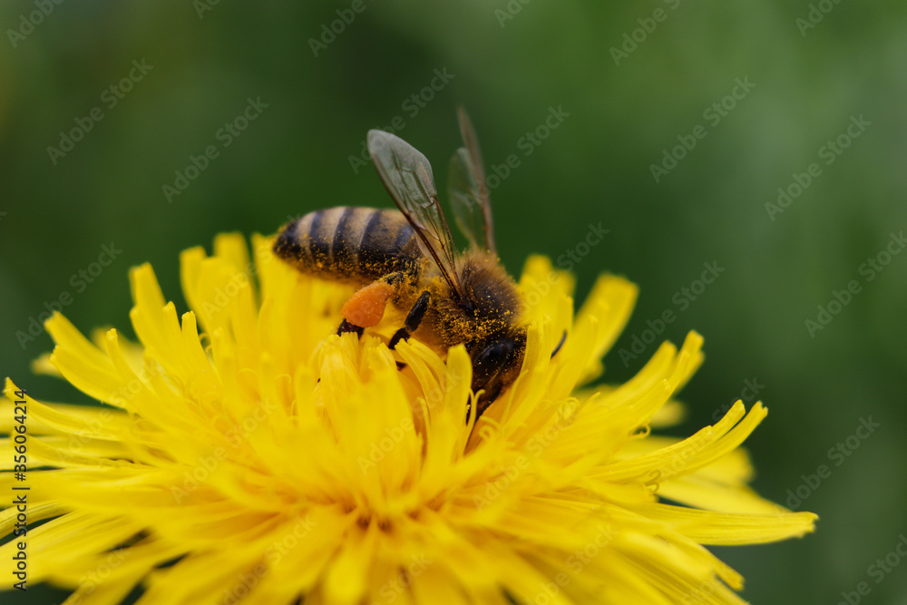 worker bee collects nectar and pollen from a dandelion flower