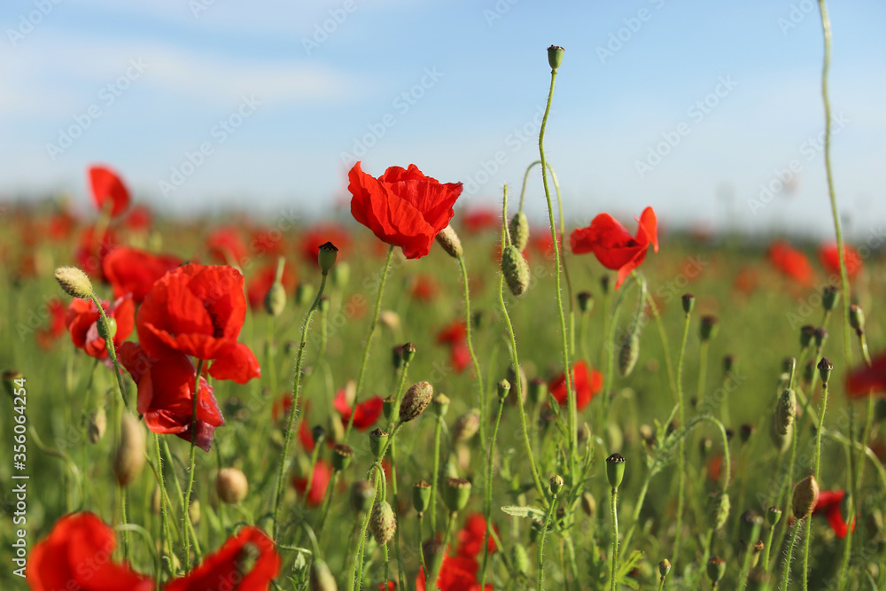 Naklejka premium green and red beautiful poppy flower field background