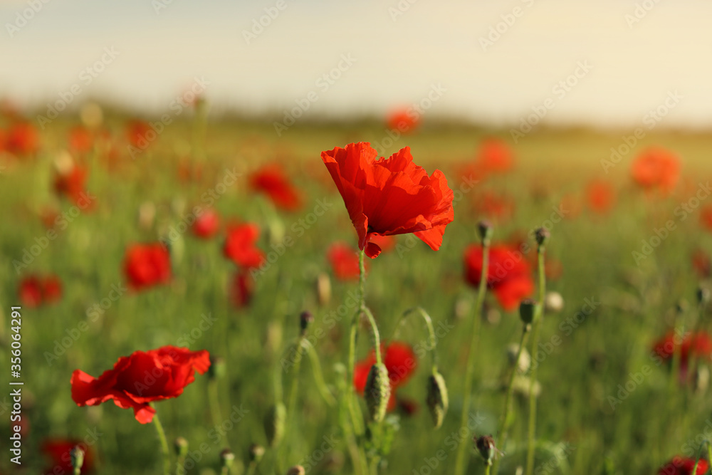 green and red beautiful poppy flower field background green and red beautiful poppy flower field background