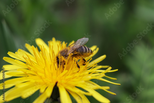 worker bee collects nectar and pollen from a dandelion flower © Mariia