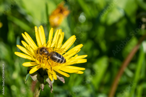 A bee on a yellow meadow flower against a green grass background. Closeup macro.