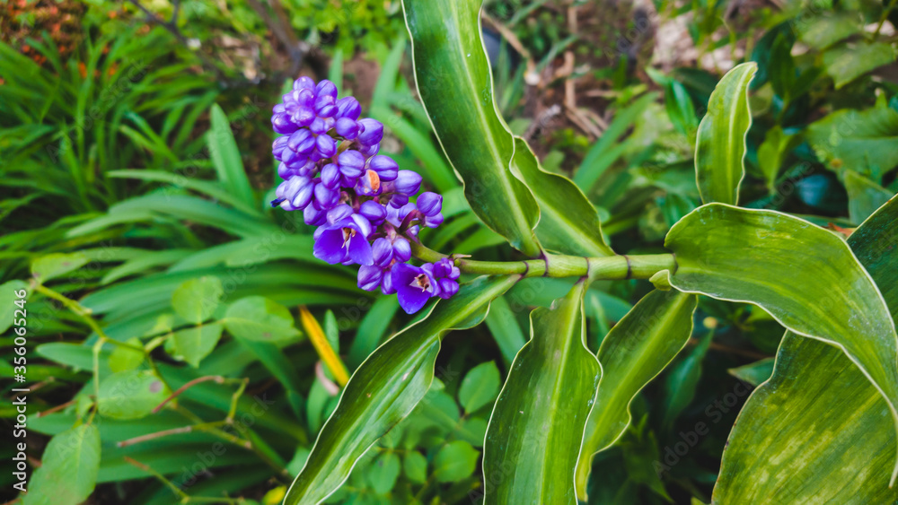 Purple flowers in a garden Purple flowers in a garden
