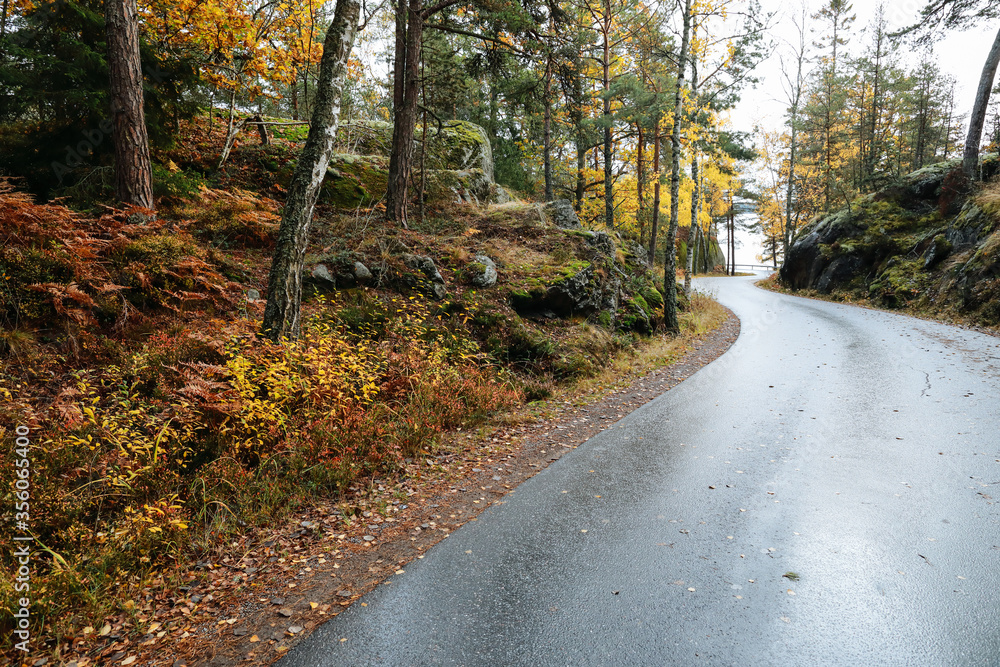 road in autumn forest road in autumn forest