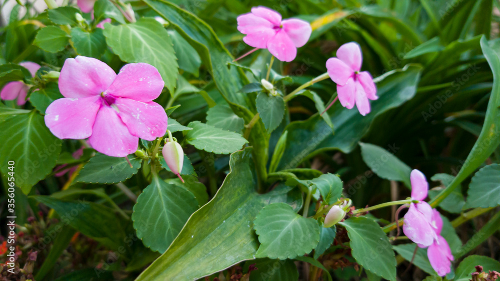 Four small Cosmos rose flowers in a garden Four small Cosmos rose flowers in a garden
