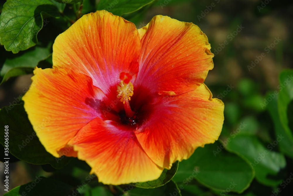 Orange shoe flower, a kind of tropical rainforest flower, Thailand Orange shoe flower, a kind of tropical rainforest flower, Thailand