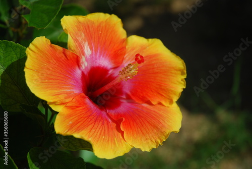 Orange shoe flower, a kind of tropical rainforest flower, Thailand