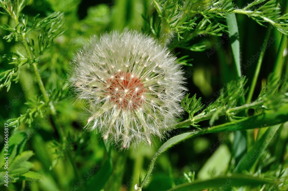 Molinillo, flor de viento