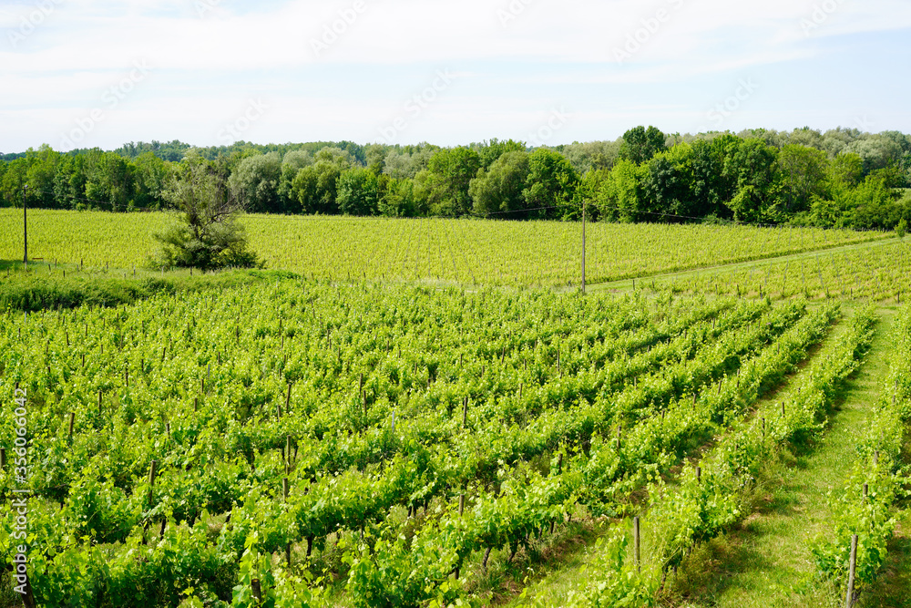 Wine fields of Bordeaux french vine in saint émilion
