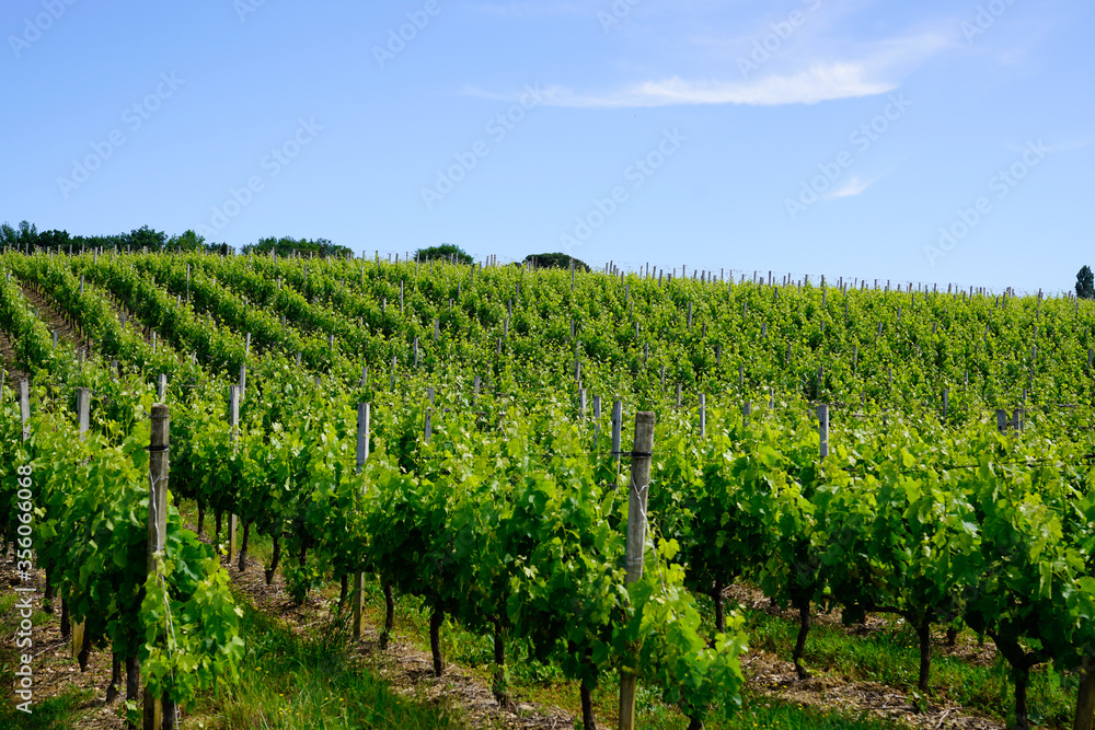 green vineyards in bordeaux hill in france , french wine