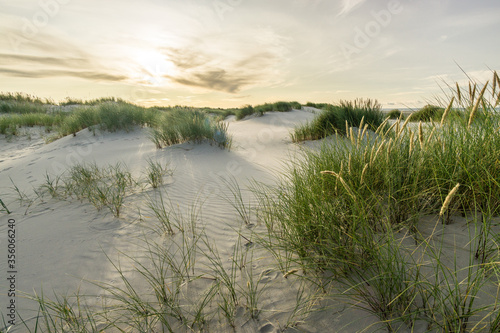 Beach with sand dunes and marram grass with soft sunrise sunset back light. Skagen Nordstrand  Denmark. Skagerrak  Kattegat.